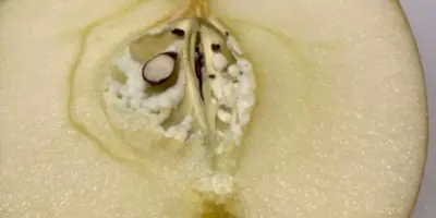 A sliced apple with white, wispy material around the seeds.